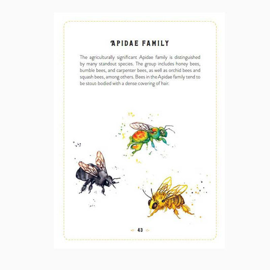 Little Book Of Bees Front Cover